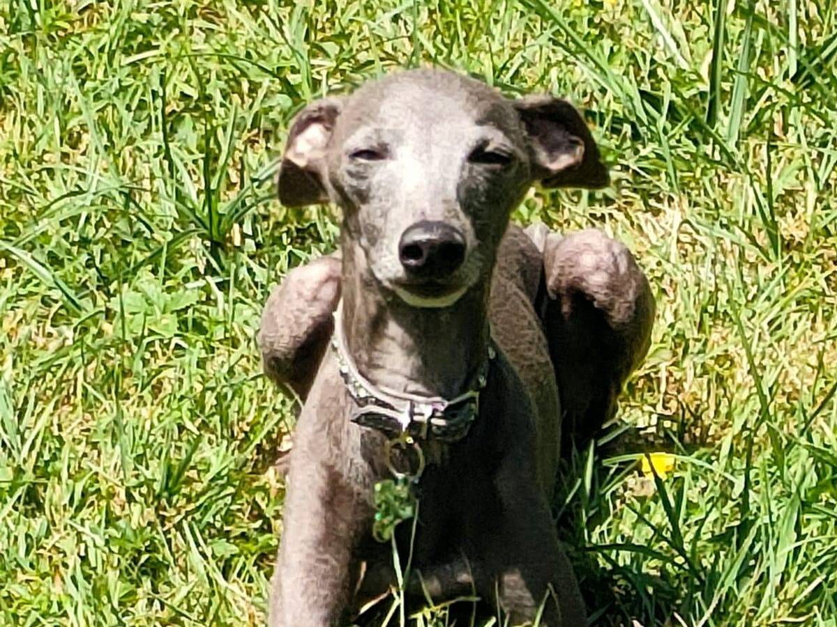 Vuoi adottare un cane a Napoli?