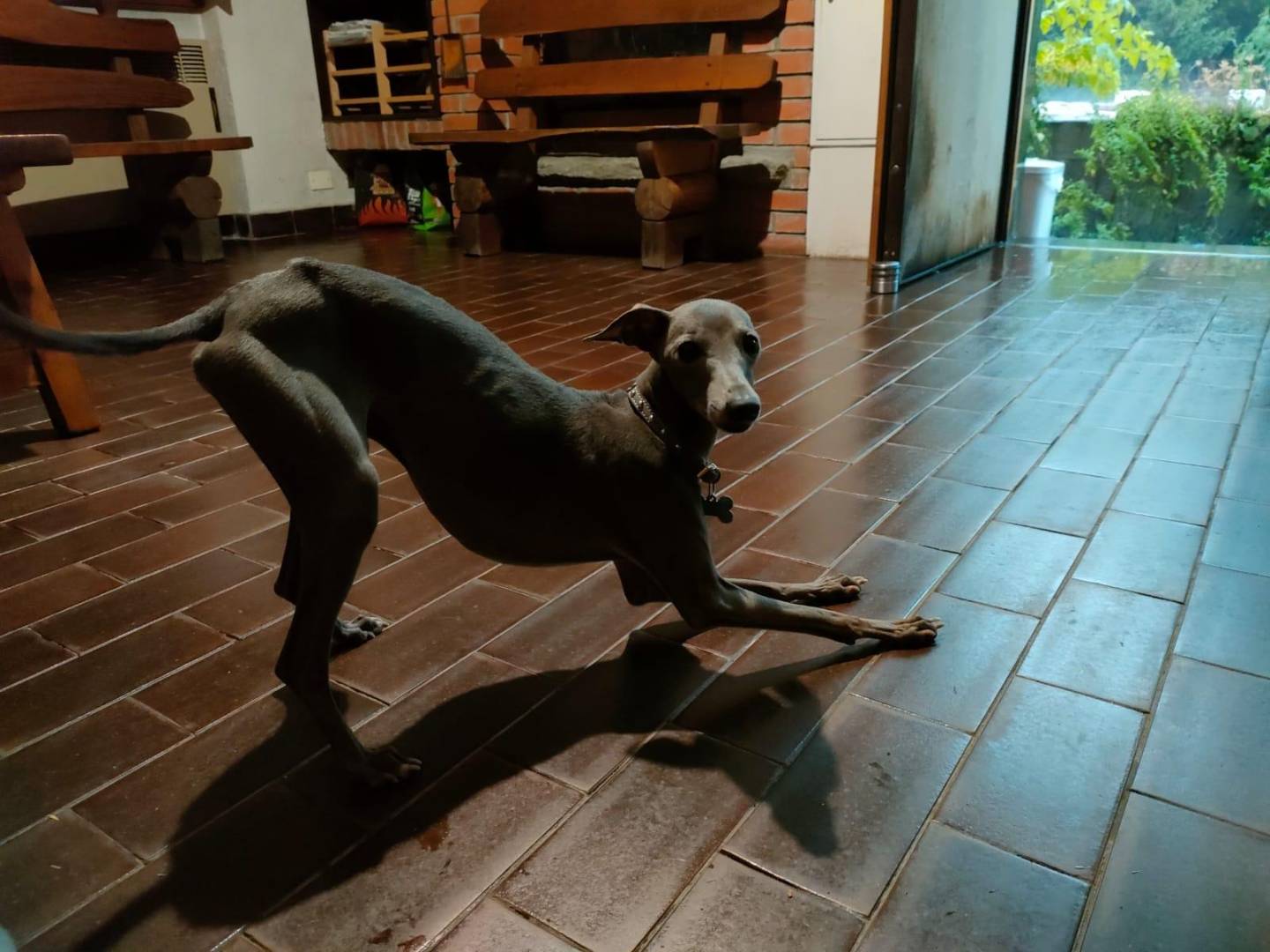 Adotta il cane Bizet e Matisse a Napoli