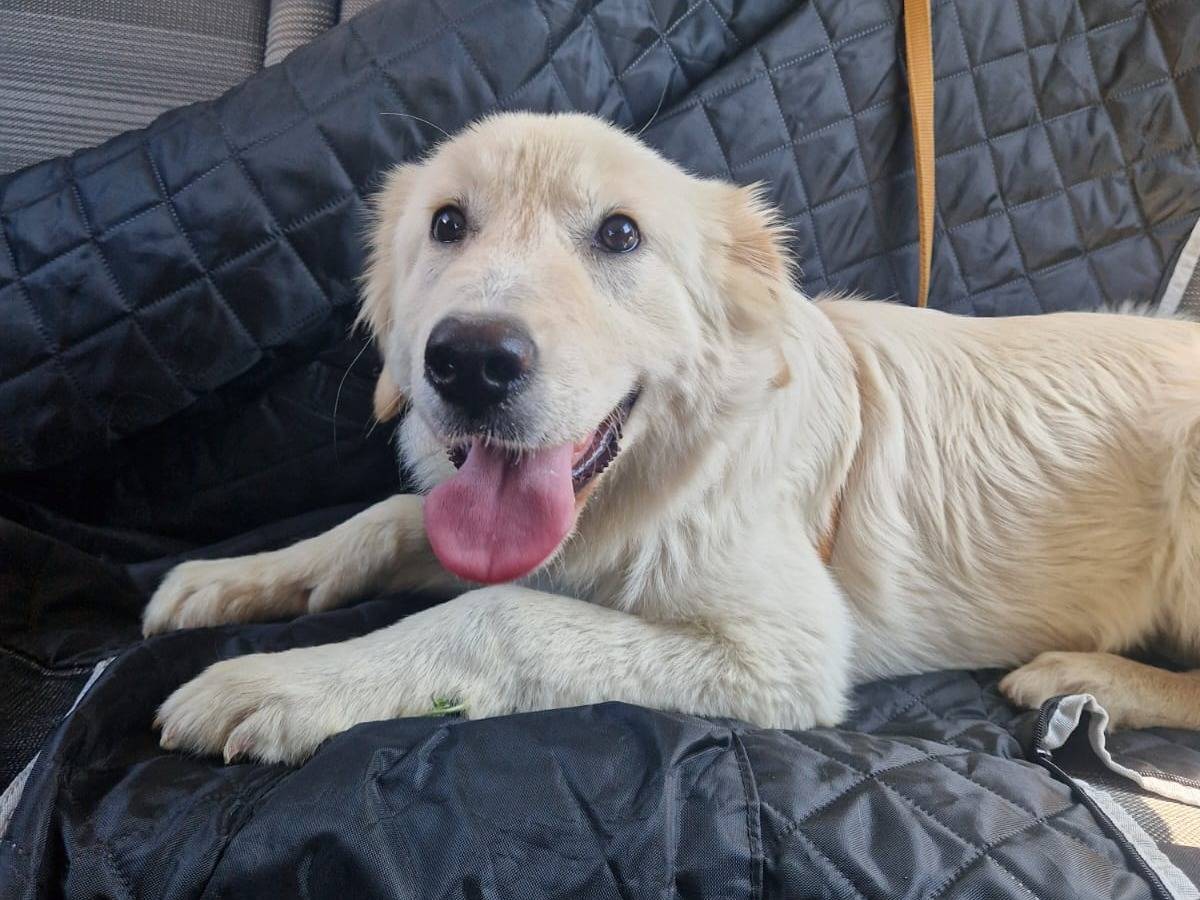 Vuoi adottare un cane a Frosinone?