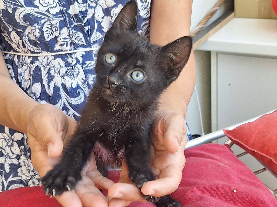 Adotta il gatto Smokey  a Ferrara