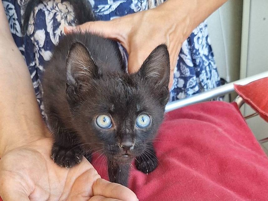 Adotta un gatto, maschio, 1 mesi, Ferrara