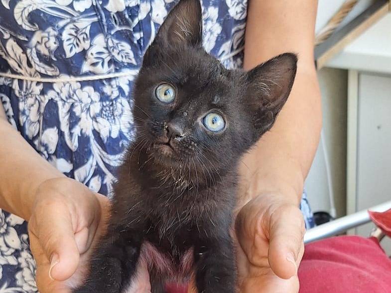 Adozione gatto, maschio, Razza sconosciuta Razza sconosciuta, 1 mesi, taglia non valida, Ferrara