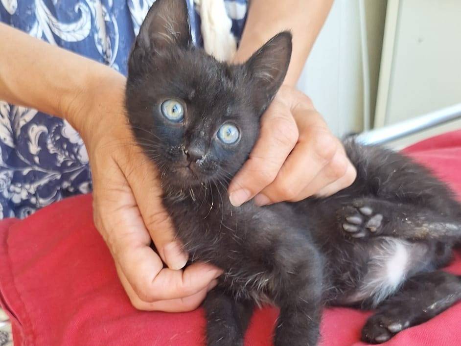 Adotta un gatto, taglia non valida, maschio, Ferrara
