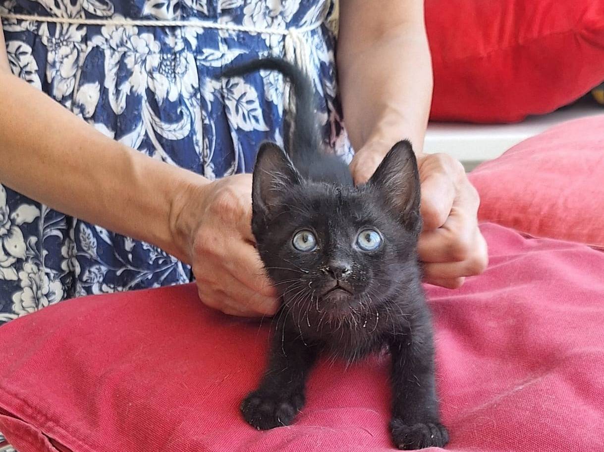 Vuoi adottare un gatto a Ferrara?