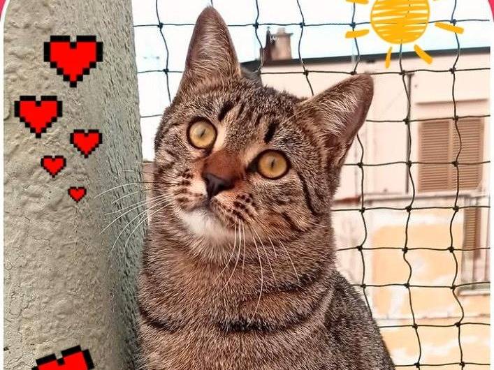 Adozione gatto, femmina, Razza sconosciuta Razza sconosciuta, 1 anno e 4 mesi, taglia non valida, Milano