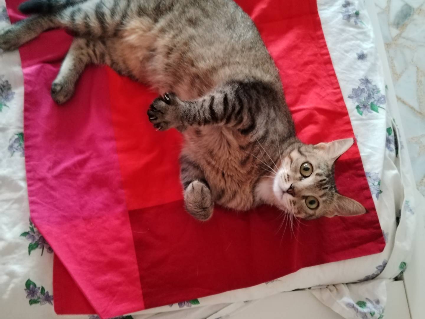Adotta un gatto, taglia non valida, femmina, Milano
