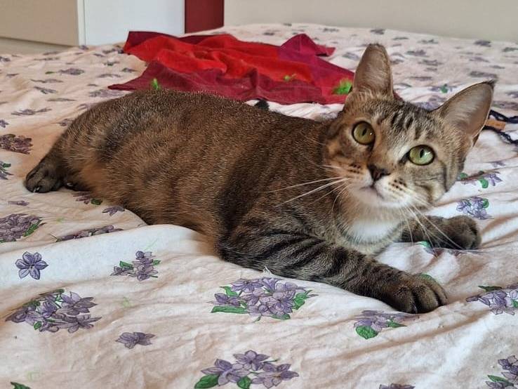 Vuoi adottare un gatto a Milano?