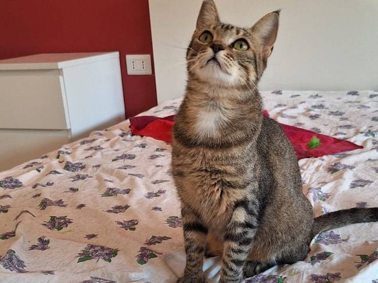 Adotta il gatto Fiona a Milano