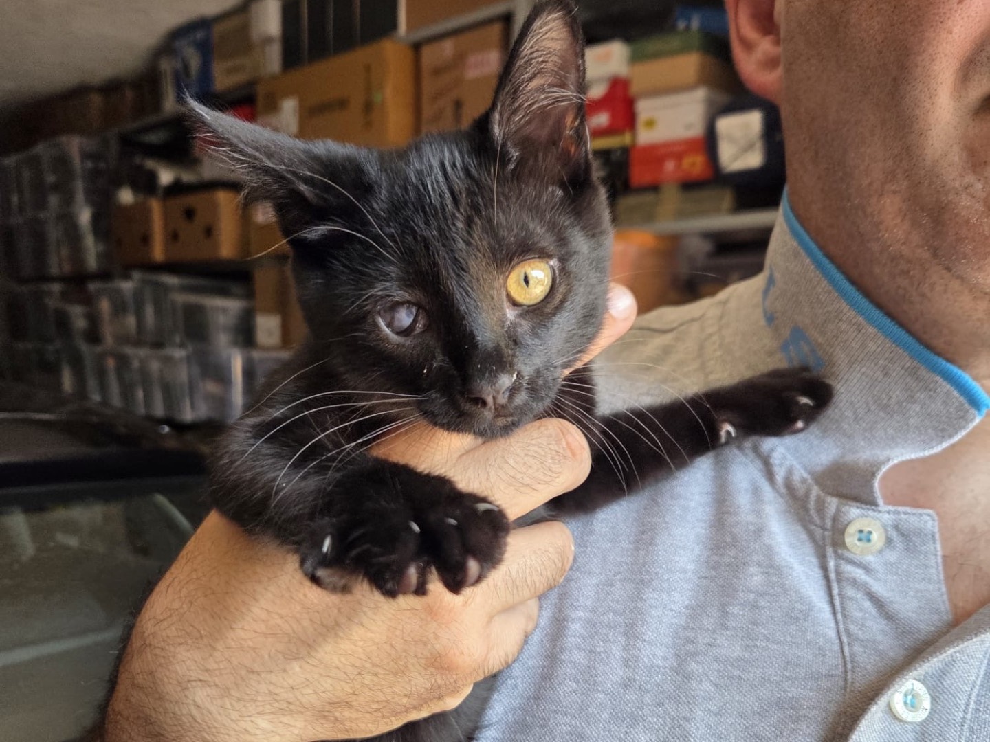 Adozione gatto, maschio, Razza sconosciuta Razza sconosciuta, 2 mesi, taglia non valida, Lecco