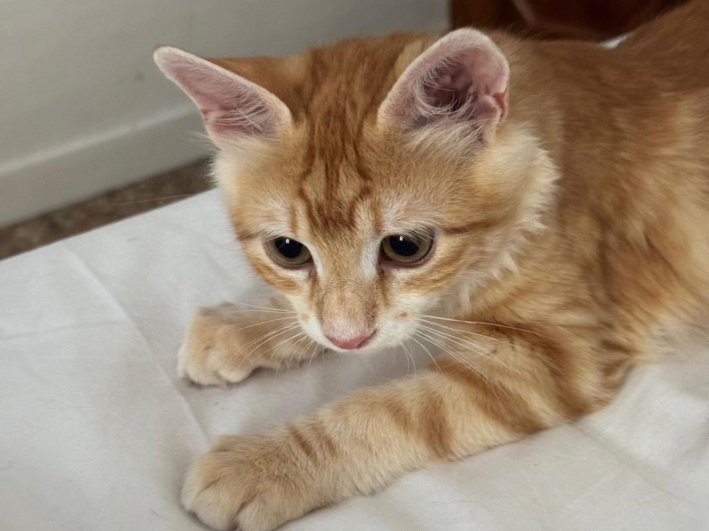 Vuoi adottare un gatto a Treviso?
