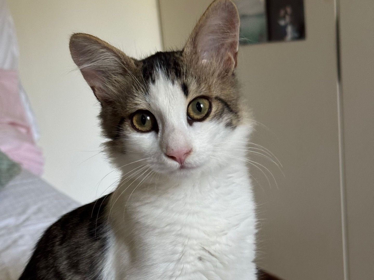 Adotta il gatto Fole e Fira a Treviso