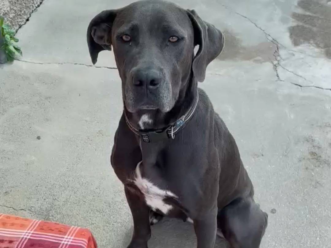 Adozione cane, femmina, Razza sconosciuta Razza sconosciuta, 1 anno e 10 mesi, taglia grande, Messina
