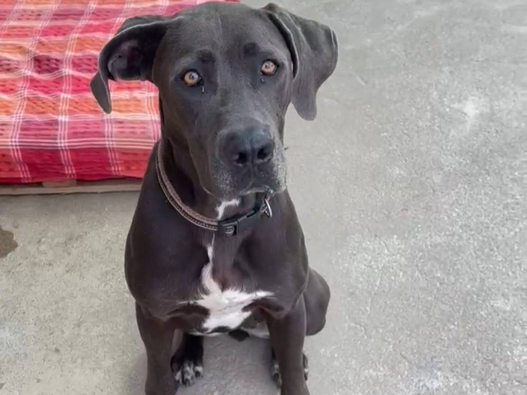 Adotta un cane, femmina, 1 anno e 10 mesi, Messina