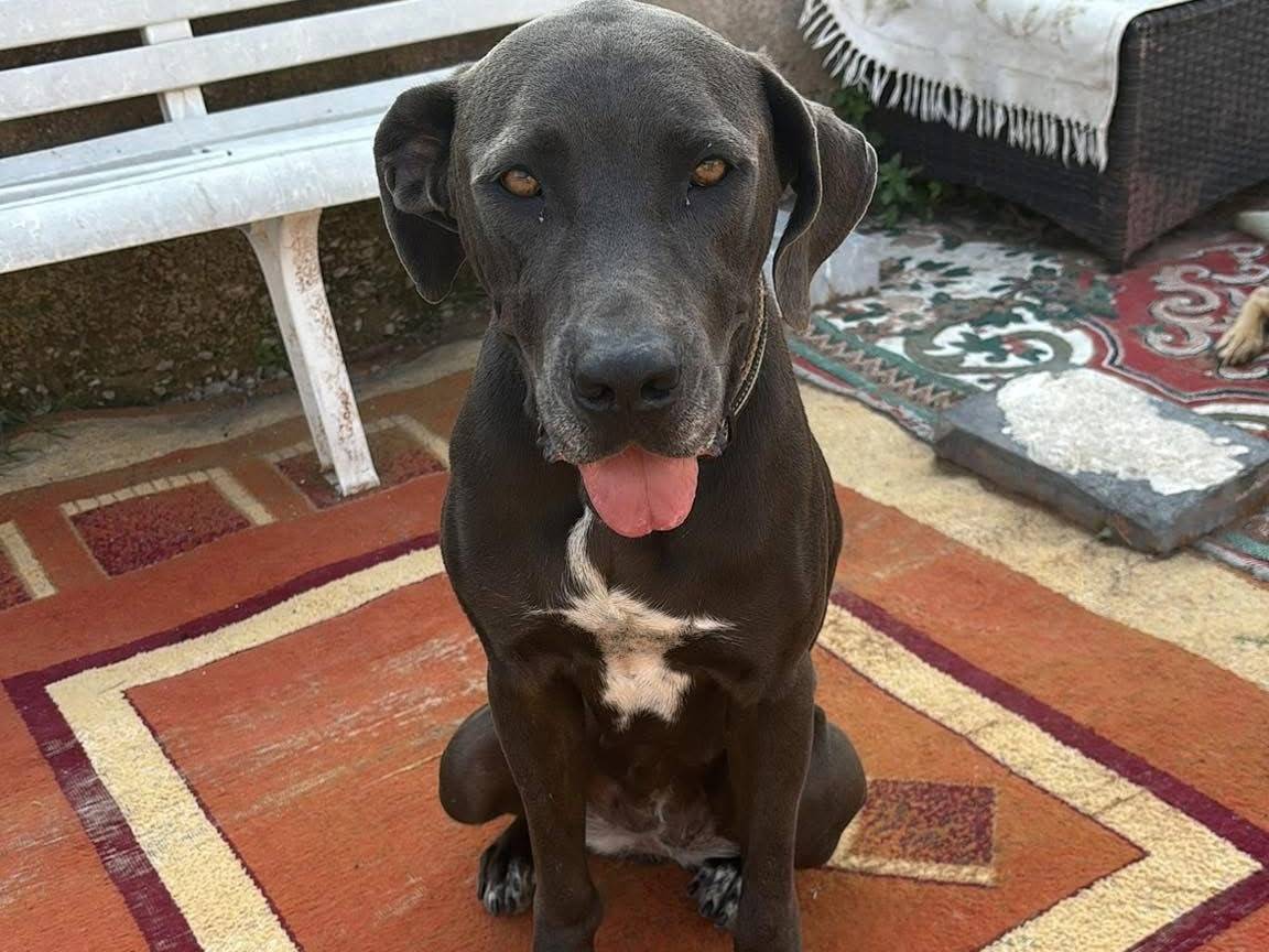 Adotta un cane, taglia grande, femmina, Messina