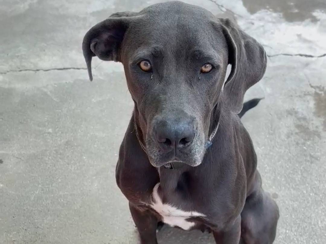 Vuoi adottare un cane a Messina?