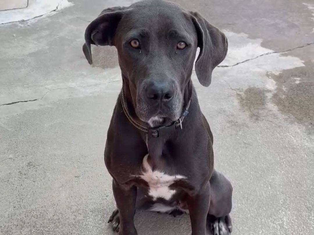Adotta il cane URSULA a Messina