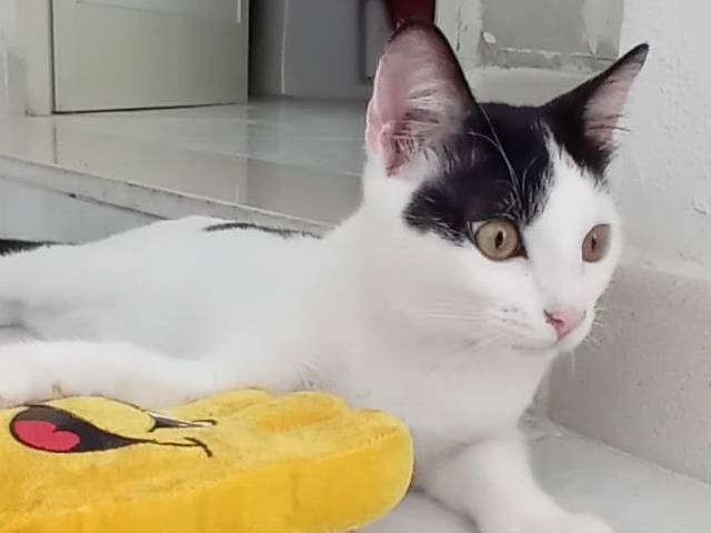 Adotta un gatto, taglia non valida, maschio, Chieti