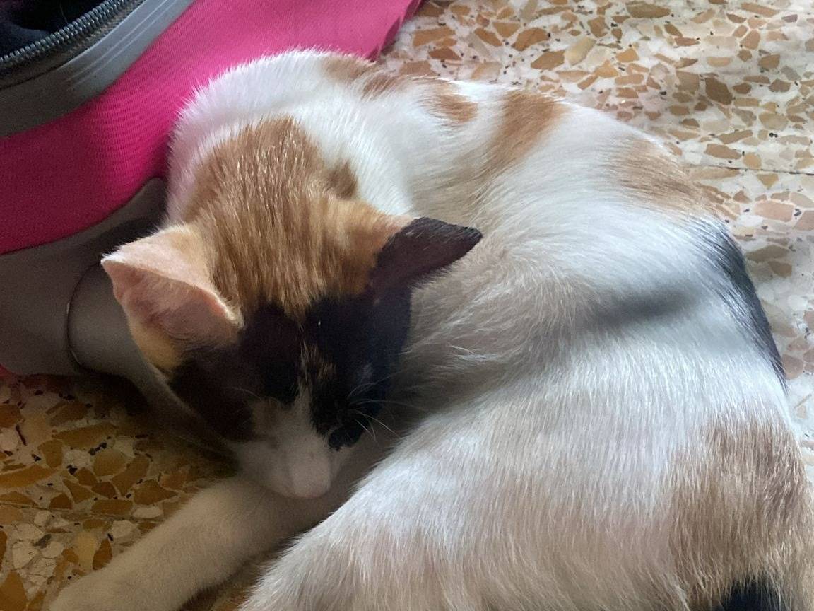 Adozione gatto, femmina, Razza sconosciuta Razza sconosciuta, 3 mesi, taglia non valida, Firenze