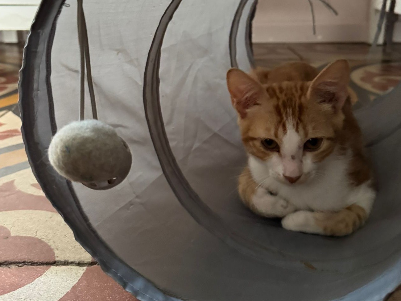 Vuoi adottare un gatto a Treviso?
