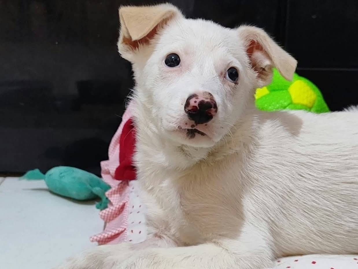 Adozione cane, femmina, Razza sconosciuta Razza sconosciuta, 2 mesi, taglia media contenuta, Milano