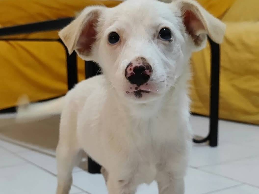 Adotta un cane, femmina, 2 mesi, Milano