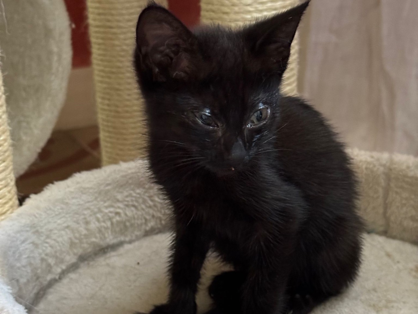 Adozione gatto, femmina, Razza sconosciuta Razza sconosciuta, 1 mesi, taglia non valida, Treviso