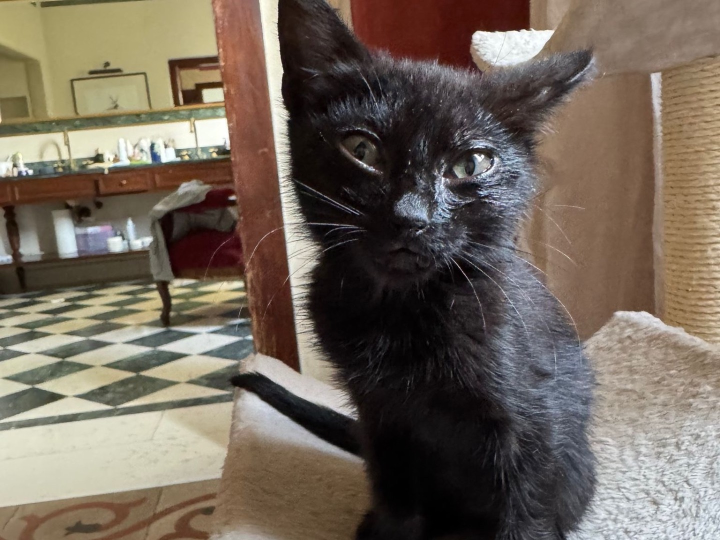 Adotta un gatto, femmina, 1 mesi, Treviso
