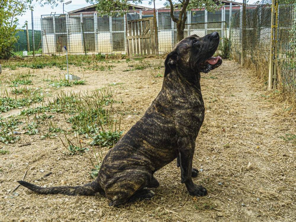 Vuoi adottare un cane a Pisa?