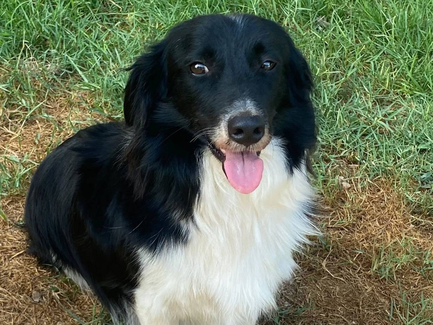 Adozione cane, maschio, Border Collie Razza sconosciuta, 5 anni, taglia media contenuta, Latina