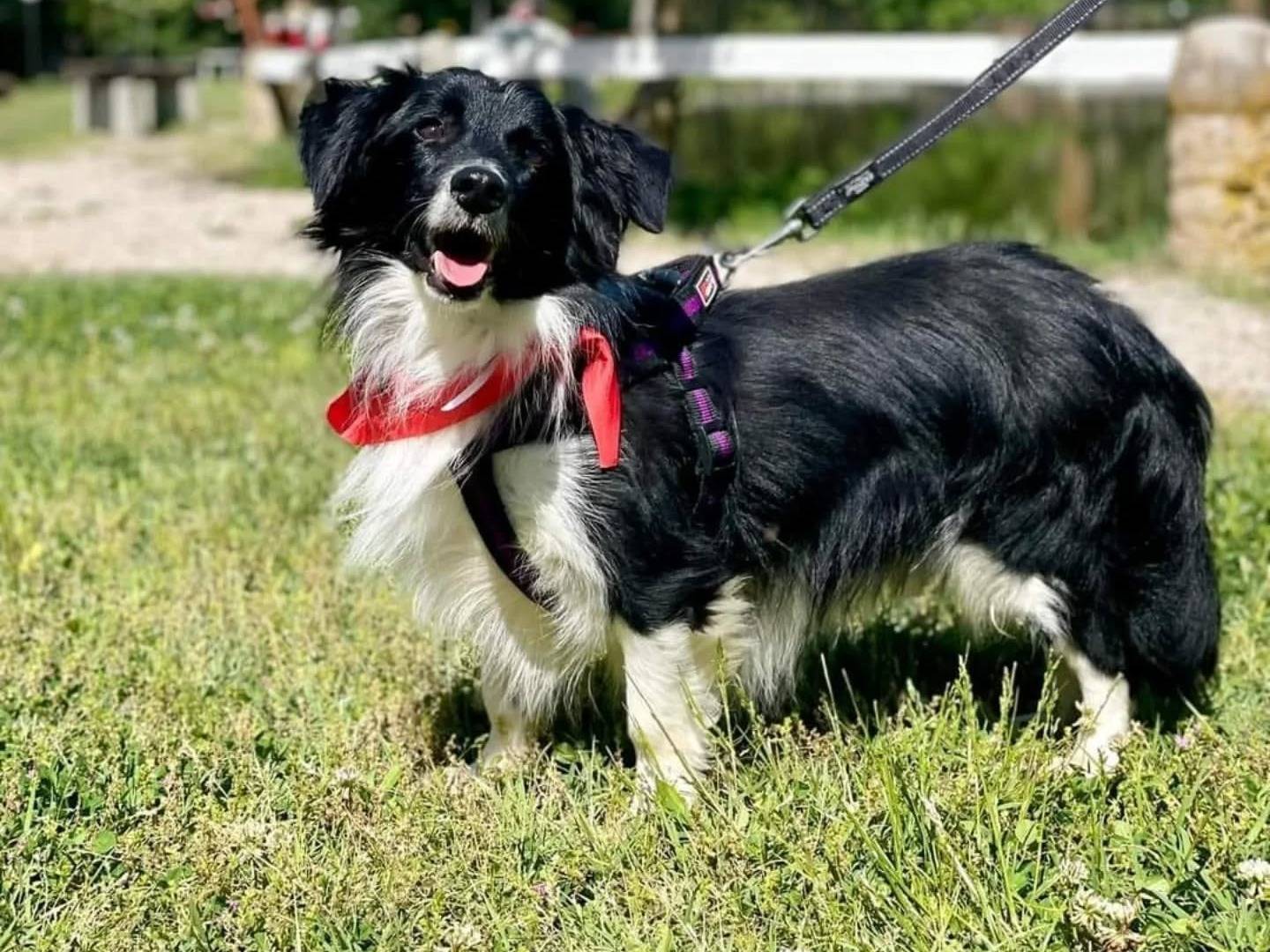 Adotta un cane, maschio, 5 anni, Latina