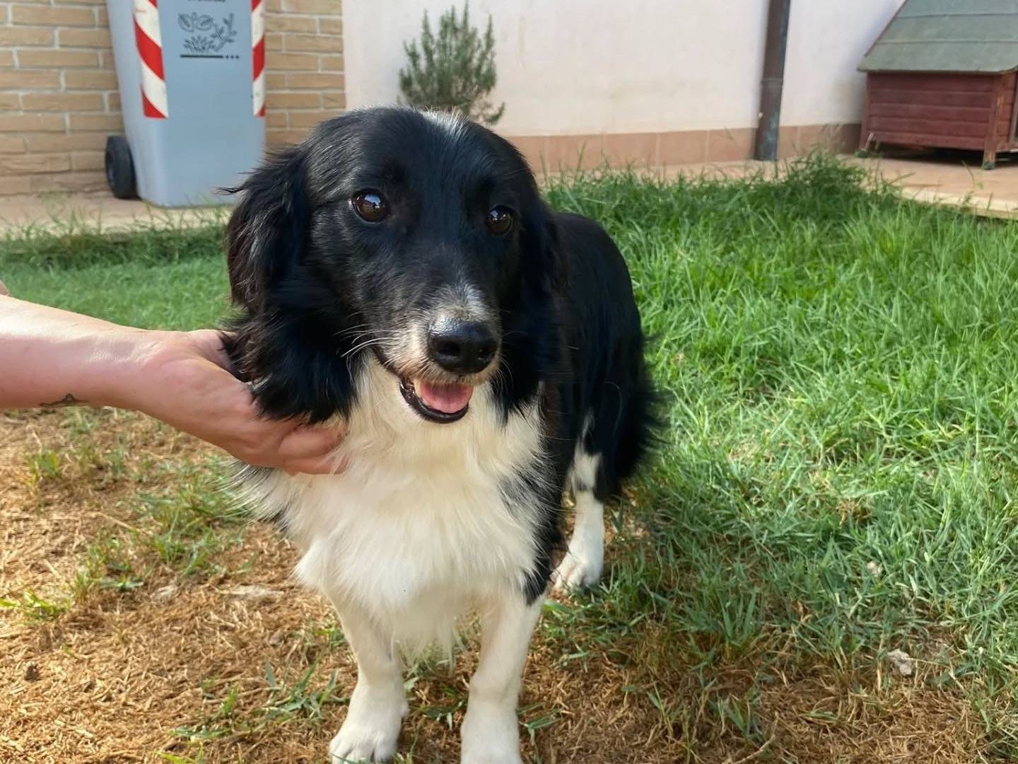 Adotta un cane, taglia media contenuta, maschio, Latina