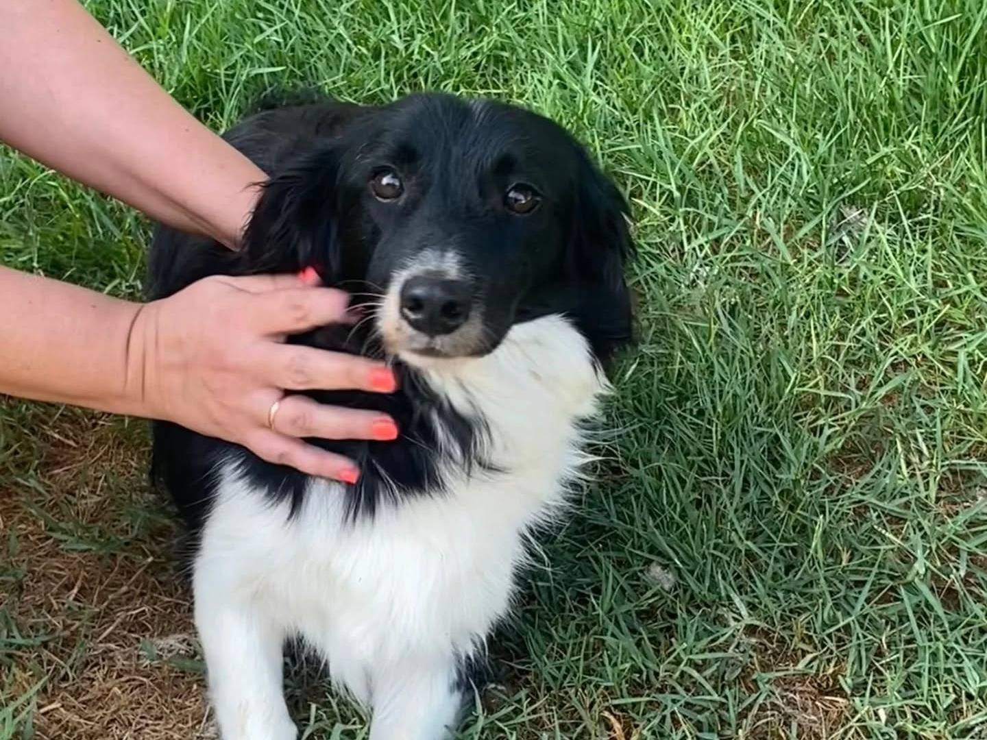 Vuoi adottare un cane a Latina?