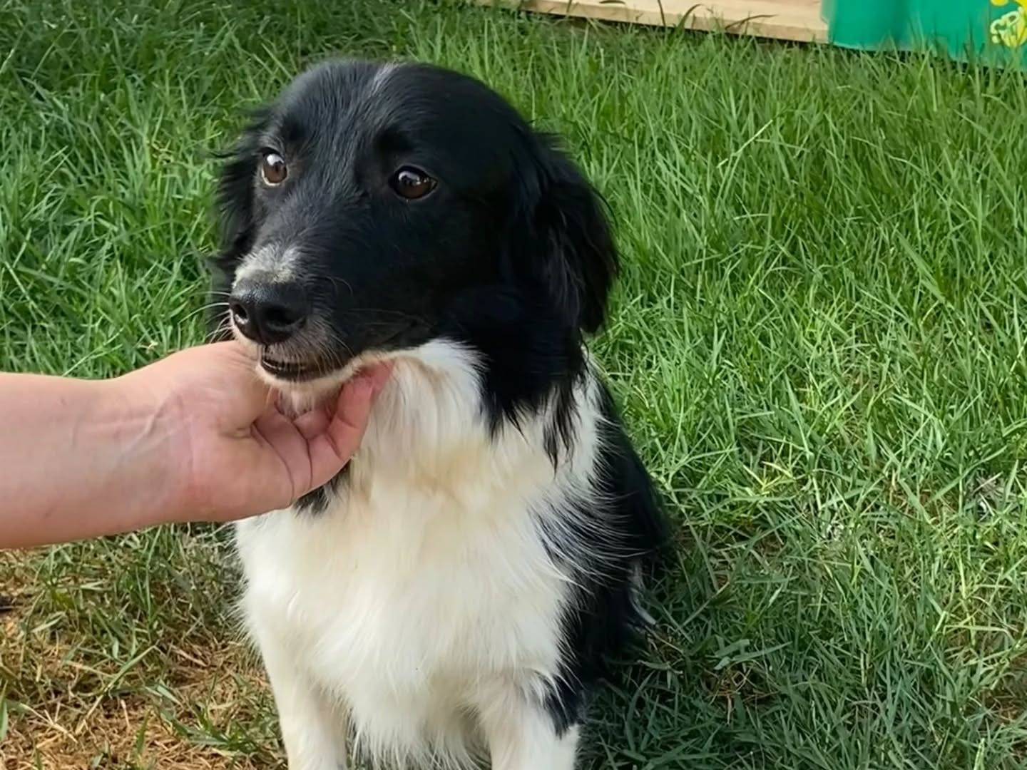Adotta il cane Maurizio a Latina