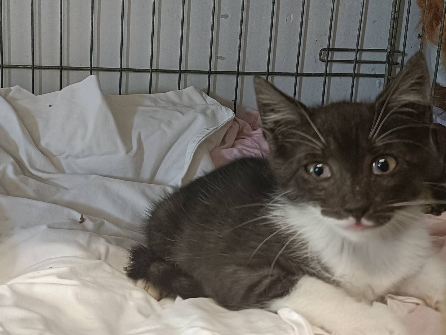 Adozione gatto, maschio, Razza sconosciuta Razza sconosciuta, 2 mesi, taglia non valida, Asti
