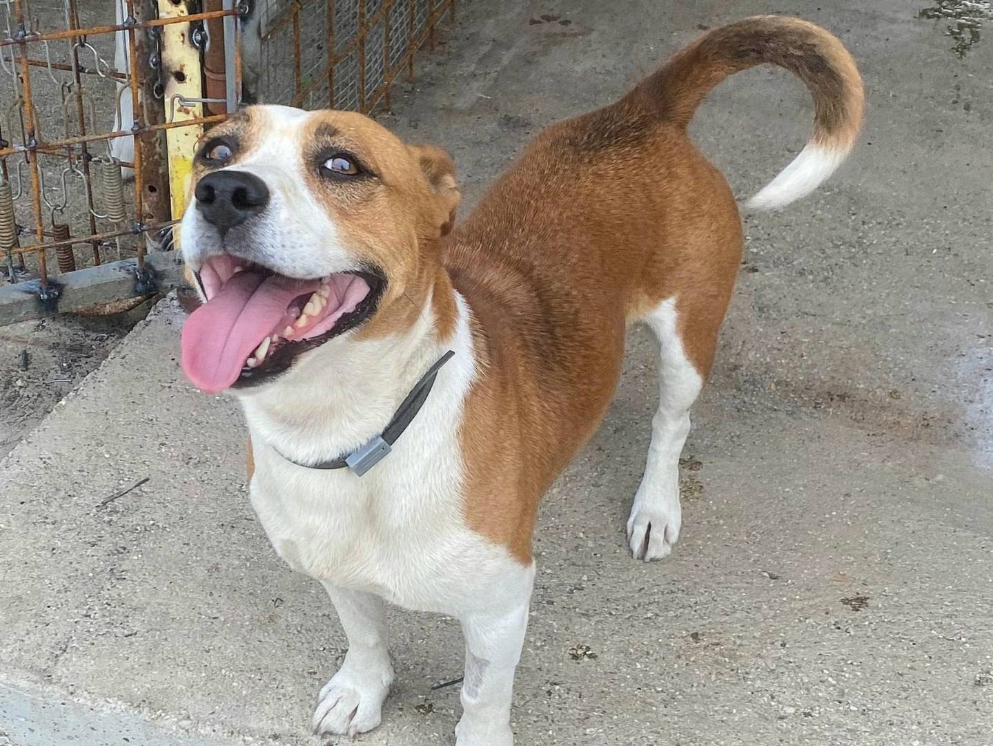 Adozione cane, femmina, Razza sconosciuta Razza sconosciuta, 1 anno e 3 mesi, taglia media contenuta, Teramo