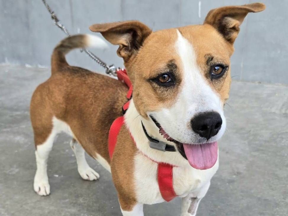 Adotta un cane, femmina, 1 anno e 3 mesi, Teramo