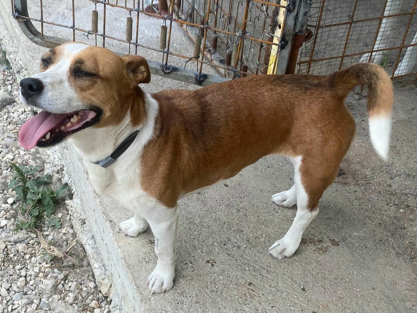 Adotta un cane, taglia media contenuta, femmina, Teramo