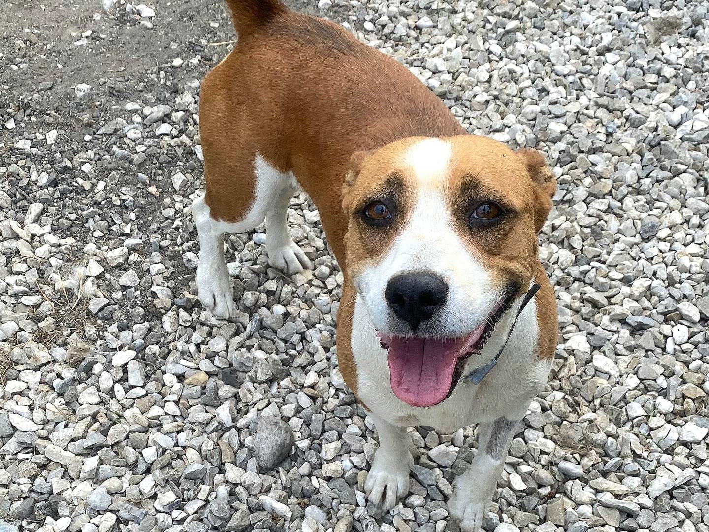 Vuoi adottare un cane a Teramo?