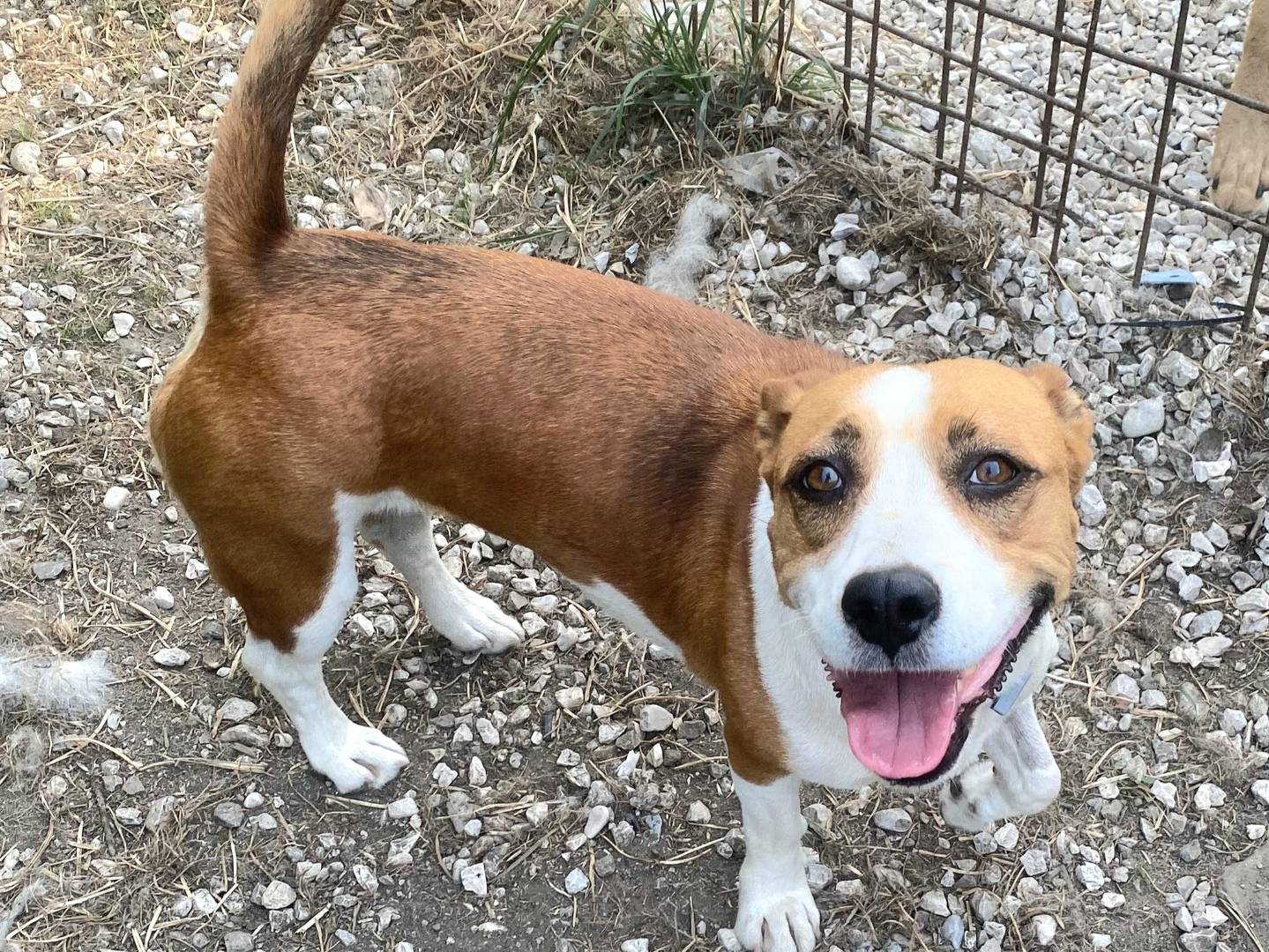 Adotta il cane Bice a Teramo