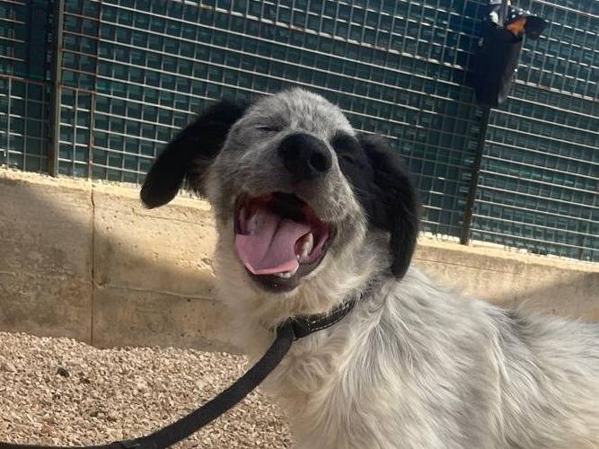Adotta un cane, taglia grande, maschio, Verona