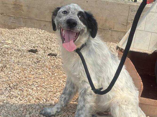 Adotta il cane Bonnie a Verona