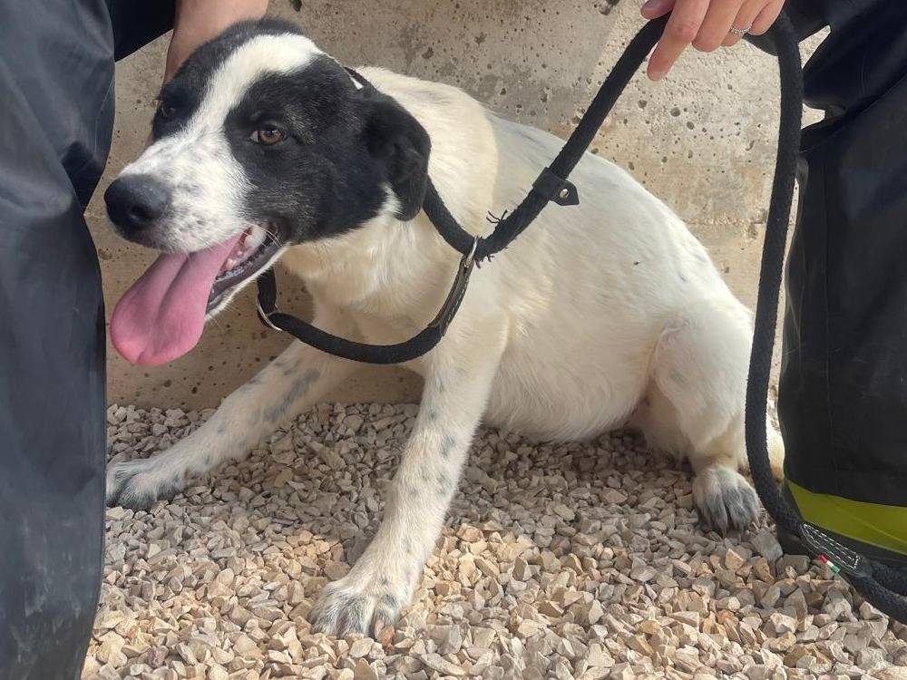 Adozione cane, femmina, Razza sconosciuta Razza sconosciuta, 4 mesi, taglia media, Reggio