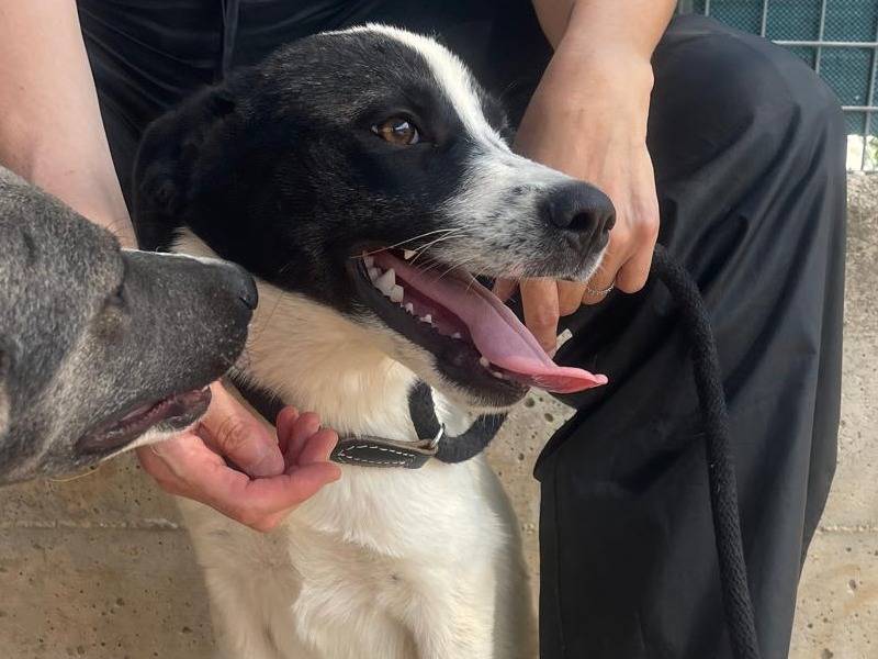 Adotta un cane, femmina, 4 mesi, Reggio