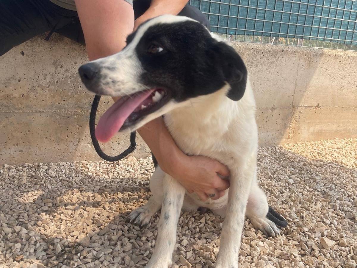 Adotta un cane, taglia media, femmina, Reggio
