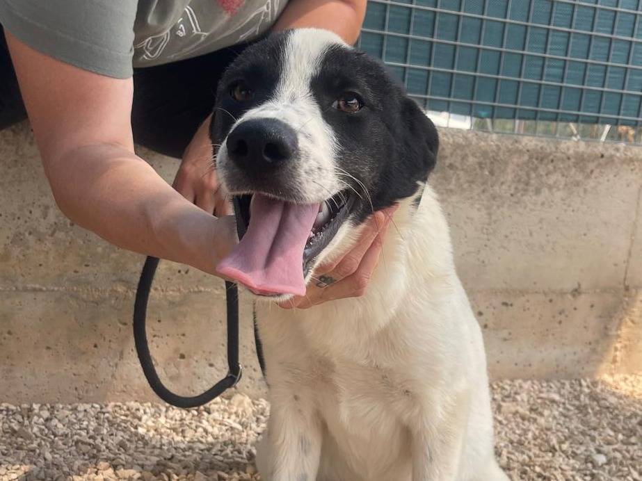 Vuoi adottare un cane a Reggio?