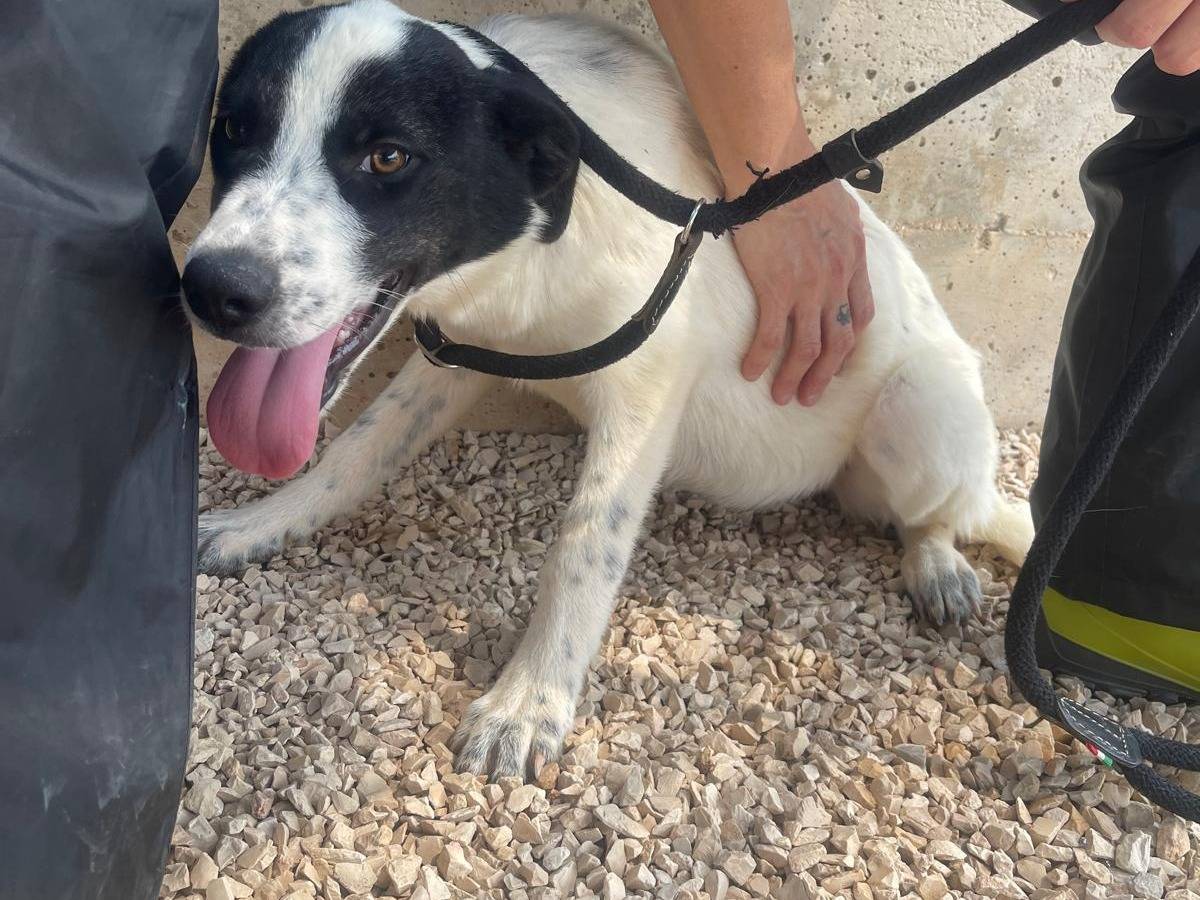 Adotta il cane Matilda a Reggio