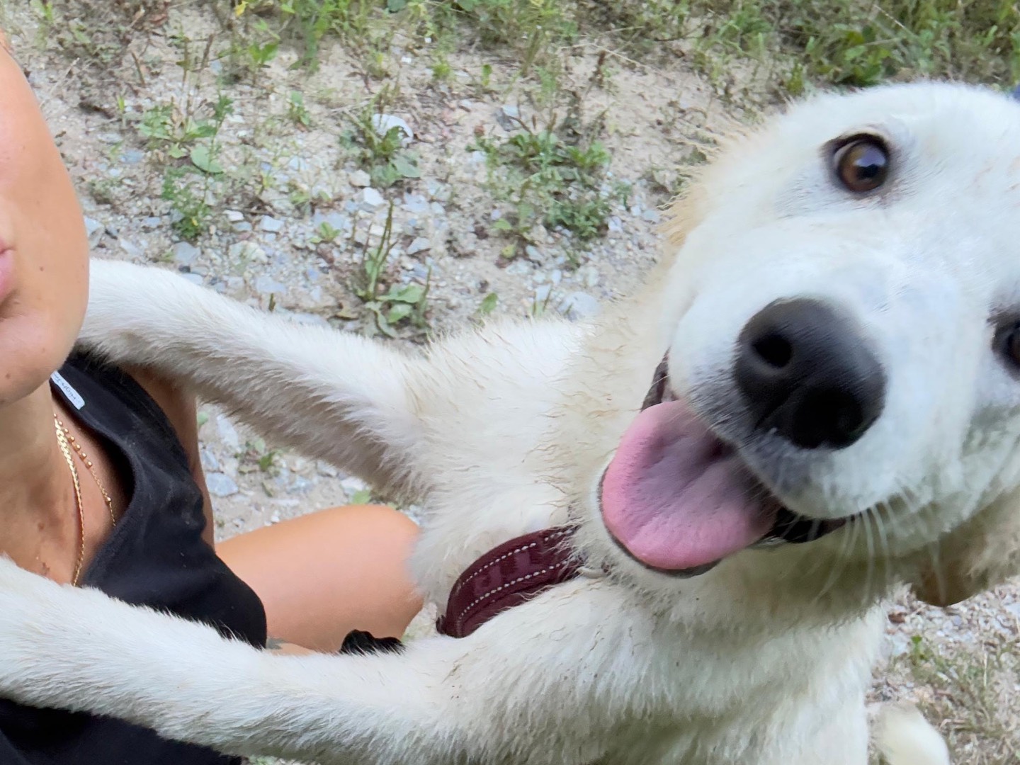 Adotta il cane Elodie a Savona