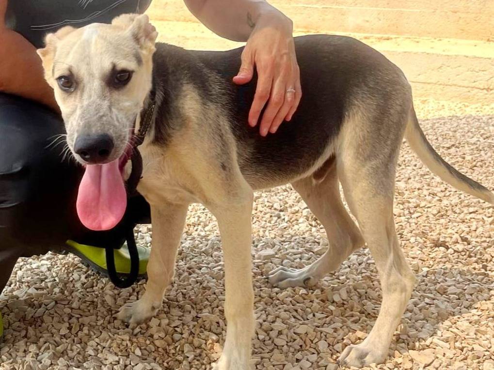 Adozione cane, maschio, Razza sconosciuta Razza sconosciuta, 4 mesi, taglia media, Brescia