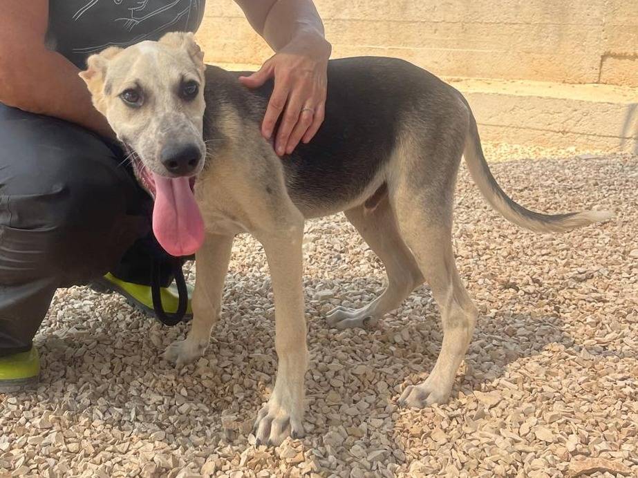 Adotta un cane, maschio, 4 mesi, Brescia