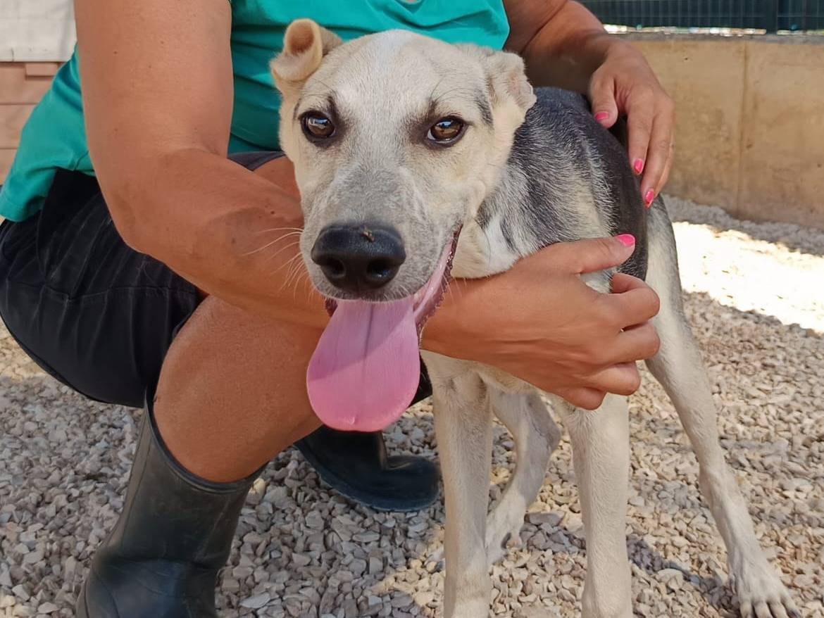 Adotta un cane, taglia media, maschio, Brescia